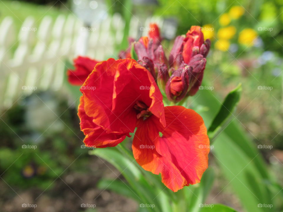 Wallflower growing in the garden border with white fence along side of it