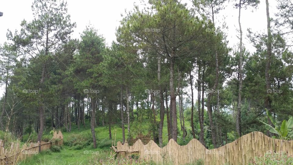 the way on bamboo border