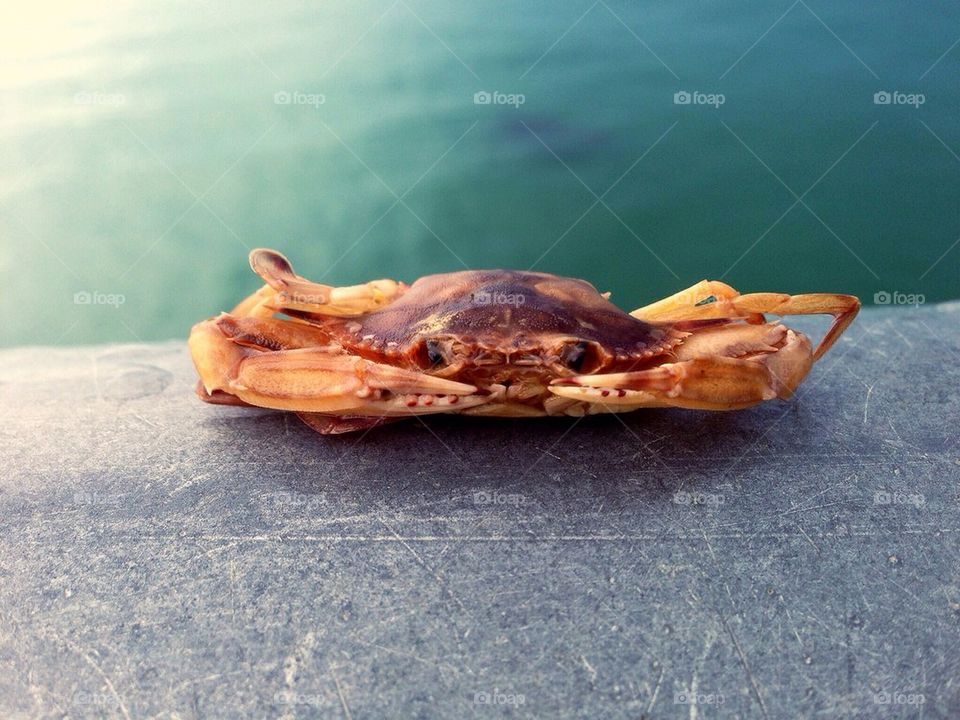 Sea Crab 