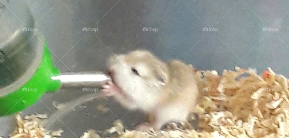 baby hamster drinking water