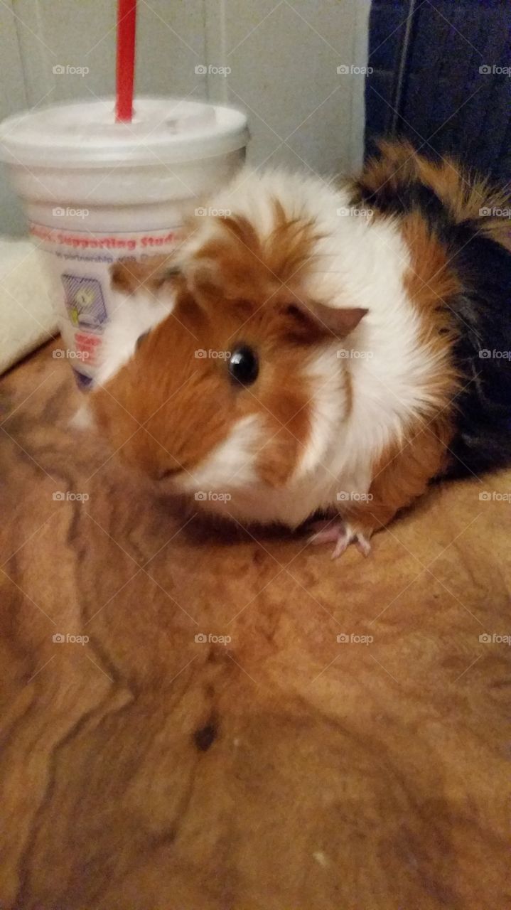 Guinie the Guinea Pig