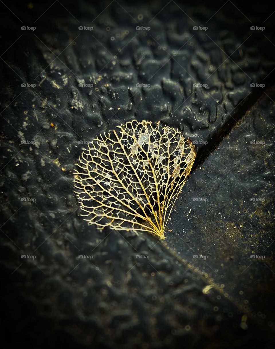 Skeleton of a leaf