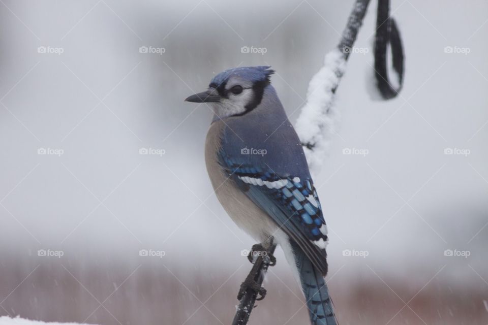 Bluejay