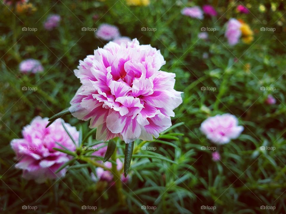 Portulaca grandiflora