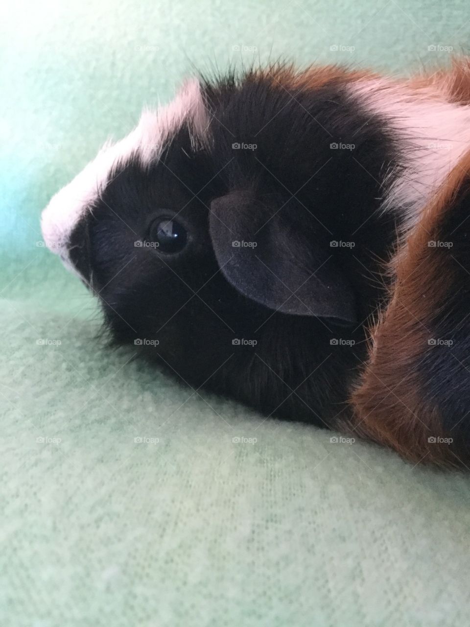 Sleepy boy guinea pig 