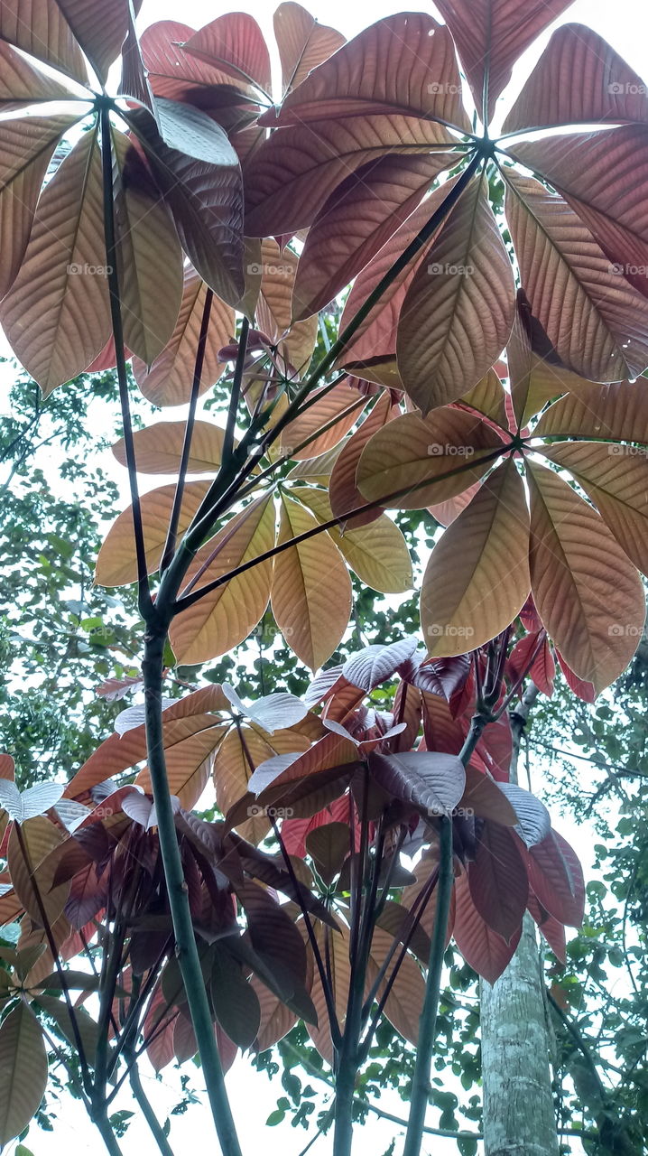 DAS NATUR, NATÜRLICHES LICHT, UMWELT, PFLANZENWELT, SONNENLICHT, BÄUME, BLÜTEZEIT, GUTES WETTER, HIMMELBLAU Haaallooouuu  liebe  freunde    
 Woooow!  Wunderbar!!!👍👍👍💙
Ich  gebe  da  5  große  sterne  ⭐⭐⭐⭐⭐  warum  habt  Wunderbar ...