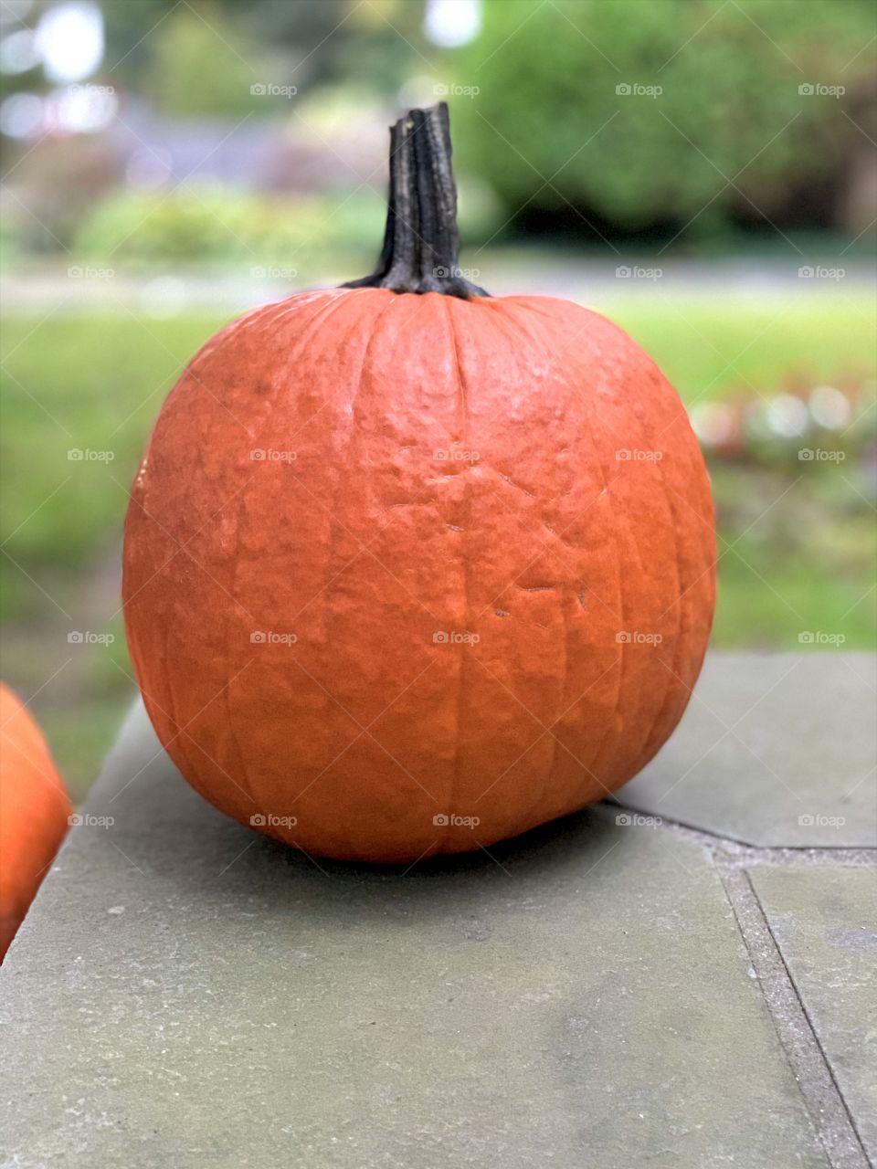 Pumpkin
