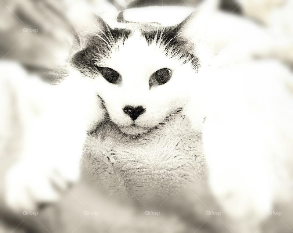 you looking at me
the poser