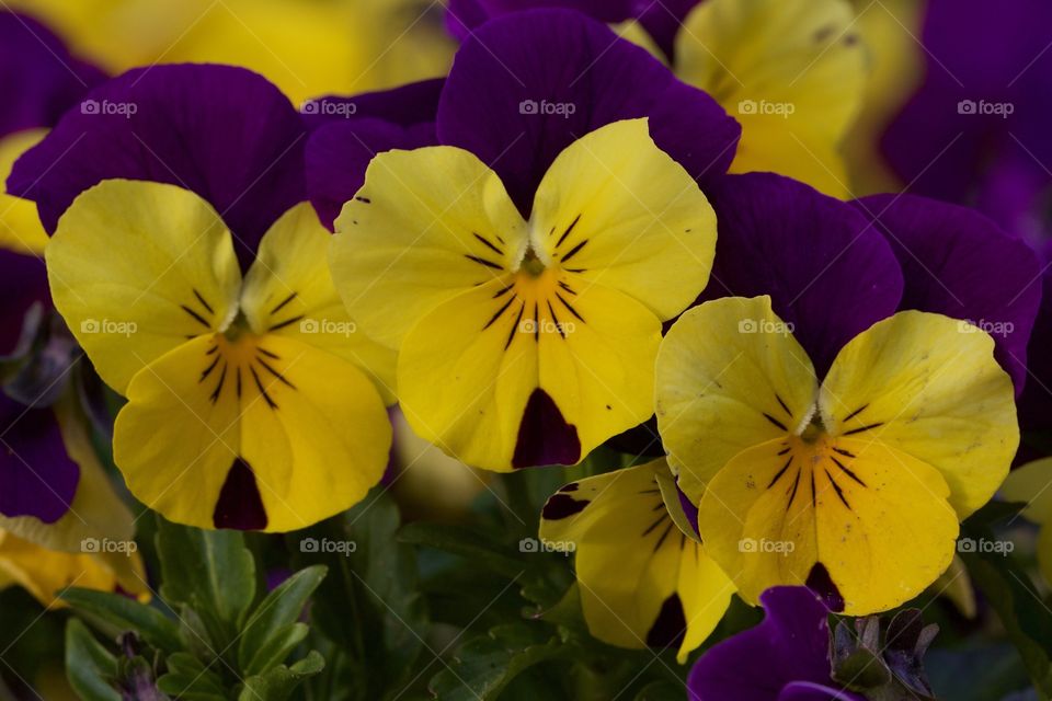 Garden Pansy