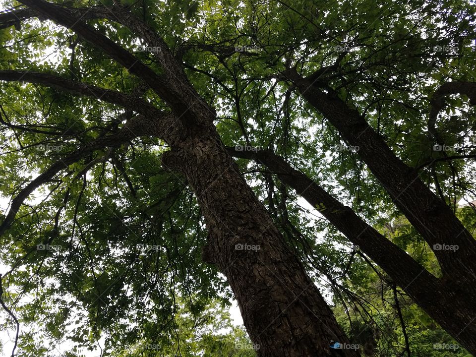 looking up at treetops