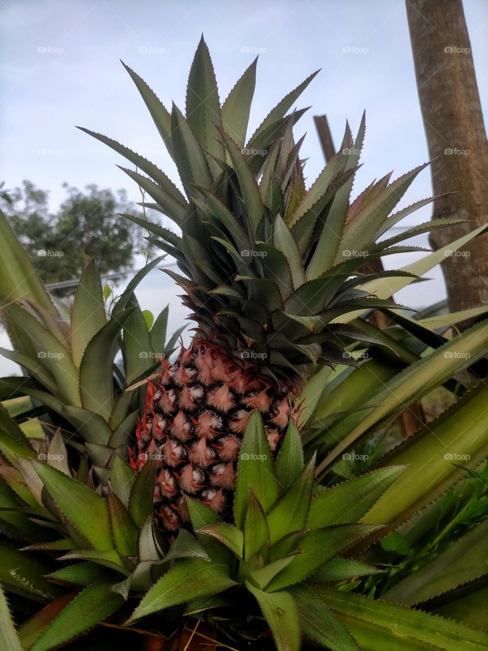 Pineapple still on the tree.