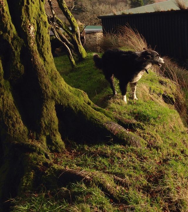 mammal