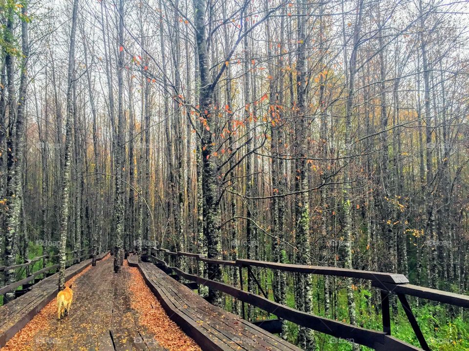 Hiking in southern Chile 