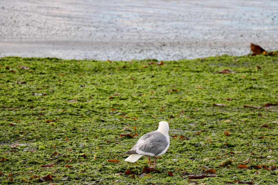 Seagull sitting on a  shore 