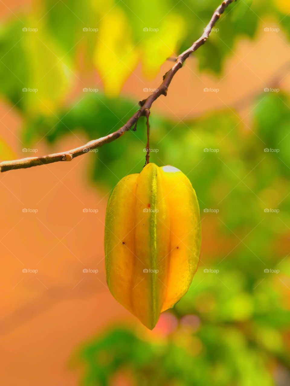 star fruit