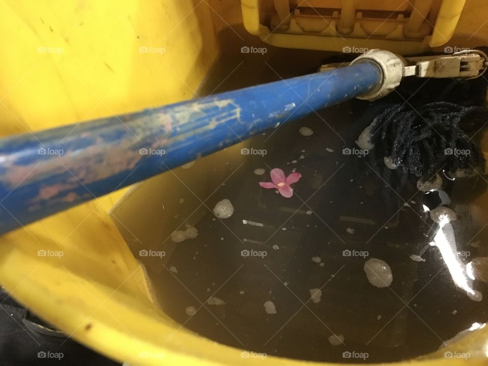 Single flower in dirty mop water