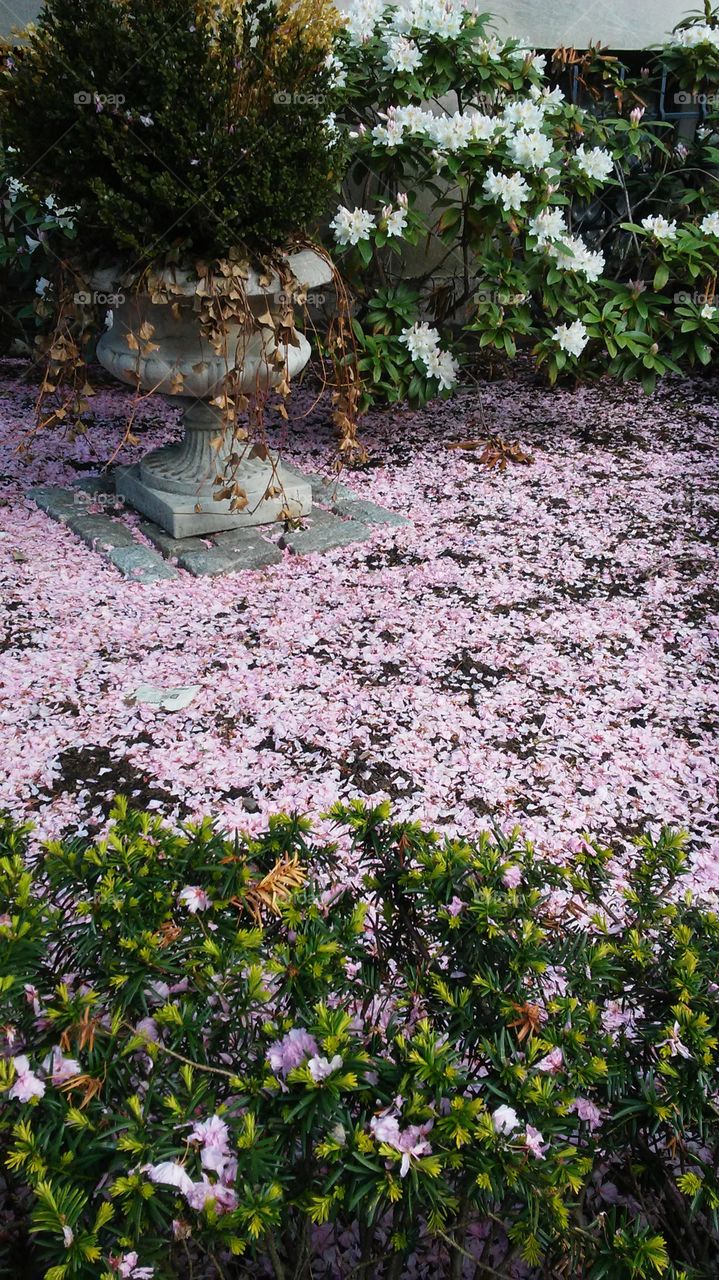 cherry blossom. summer beauty