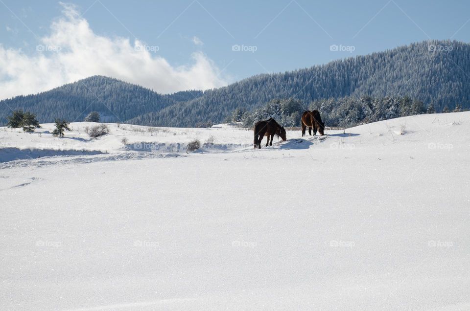 Winter landscape with Horses