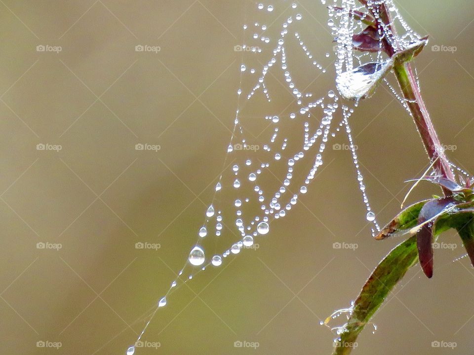 Wet spiderweb 