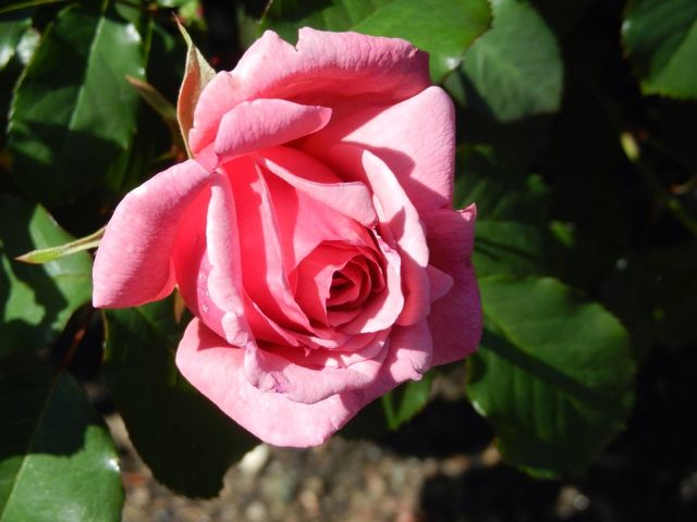 Pink rose