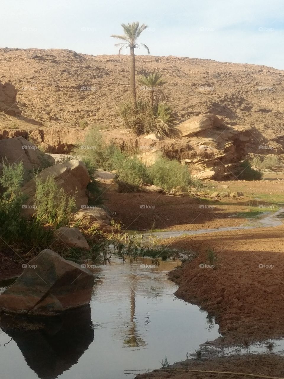 Reflection of the palm tree on the valley