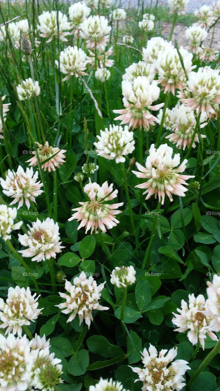 summer clovers