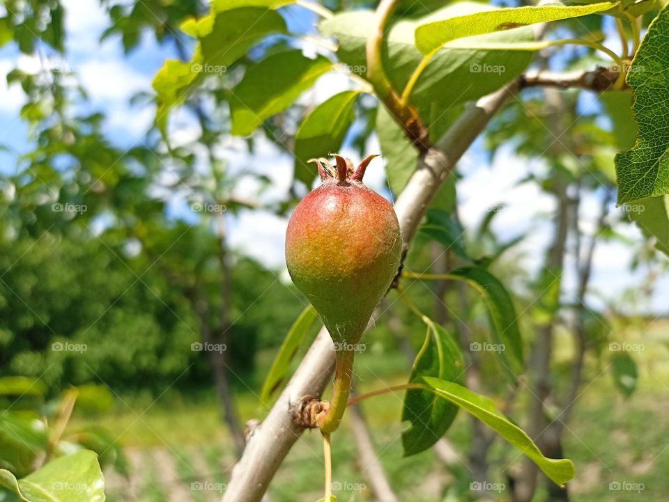 Pears are fruits produced and consumed around the world, growing on a tree and harvested in late summer into mid-autumn