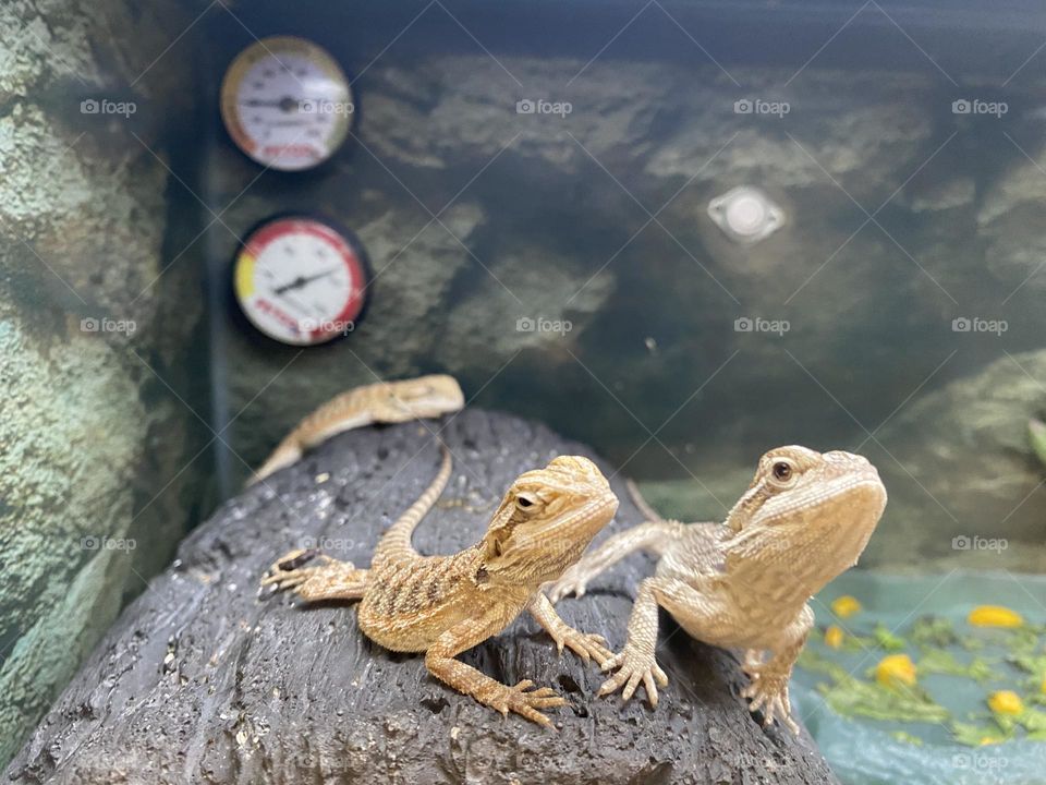 Lizards 🦎