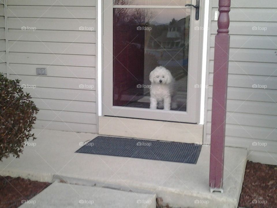 Doggie looking out the door :) 
