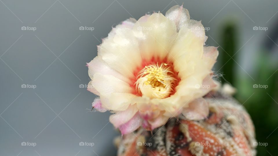 Cactus flowers astro blooming