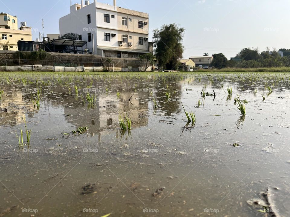 The season for transplanting rice has arrived