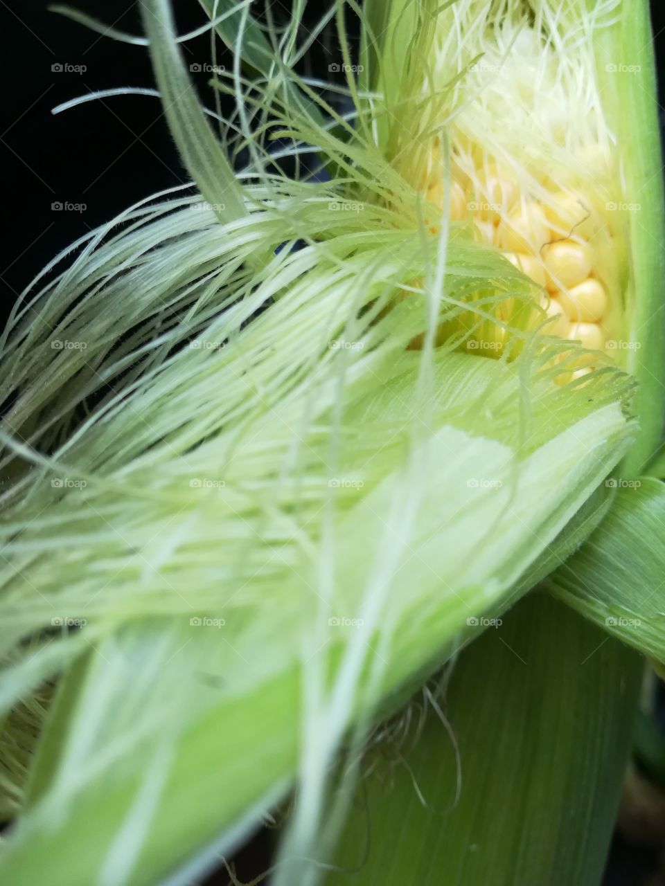 Field fresh corn