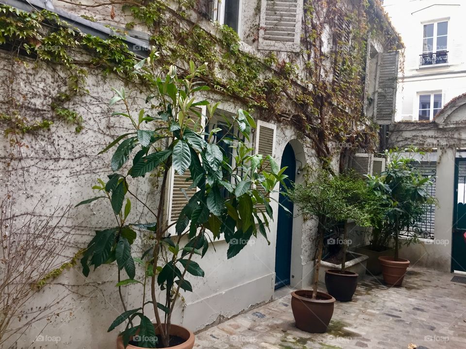 Lovely Patio plants 