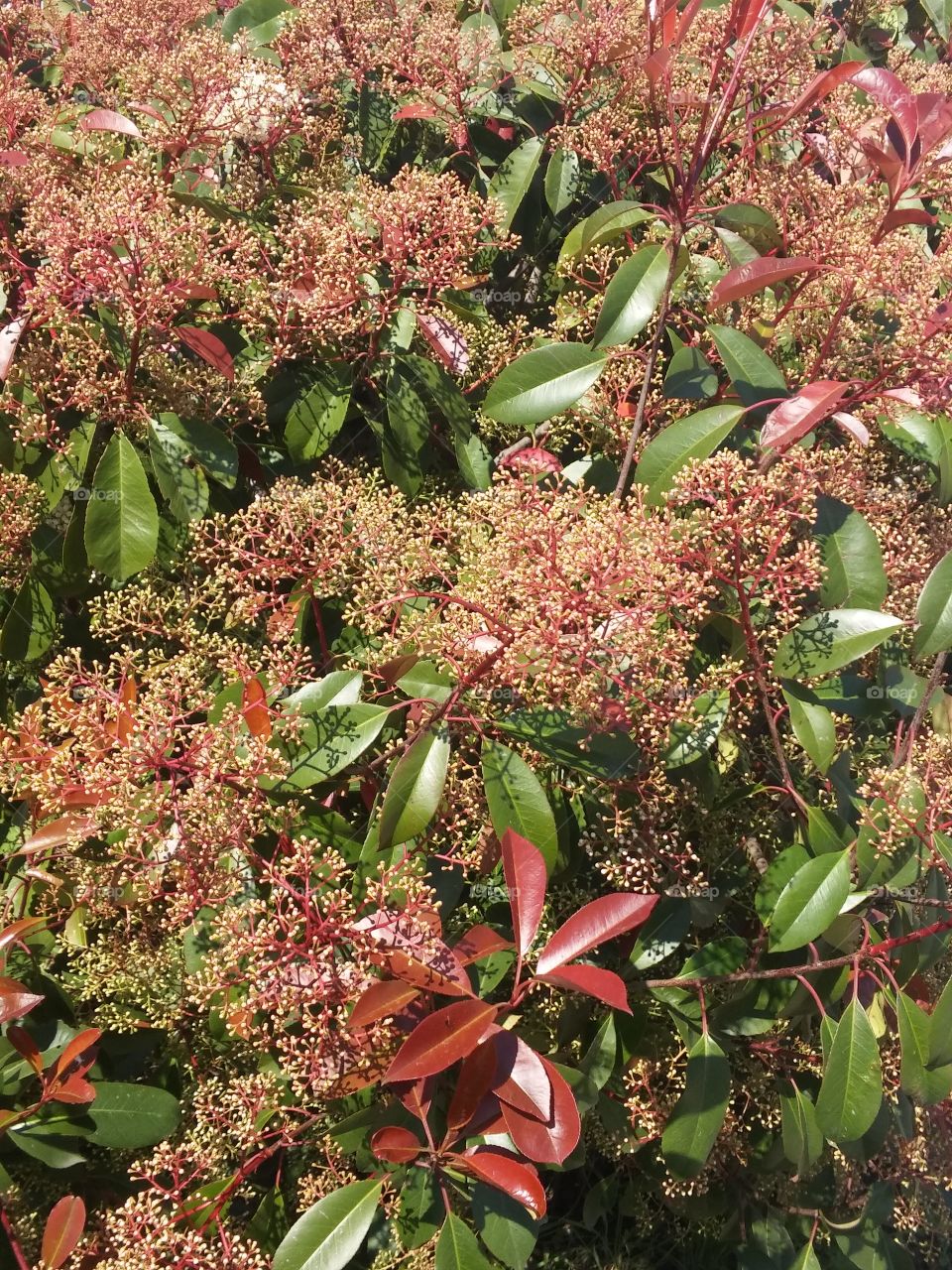 Full frame of leafs and flowers