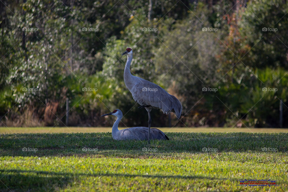 Love Birds. Sandhill Crane