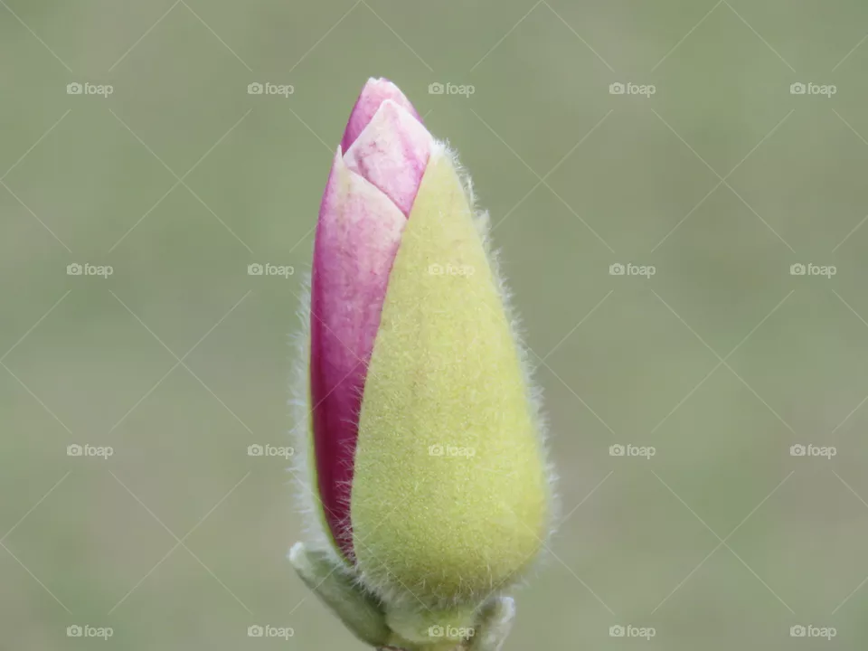 Bud