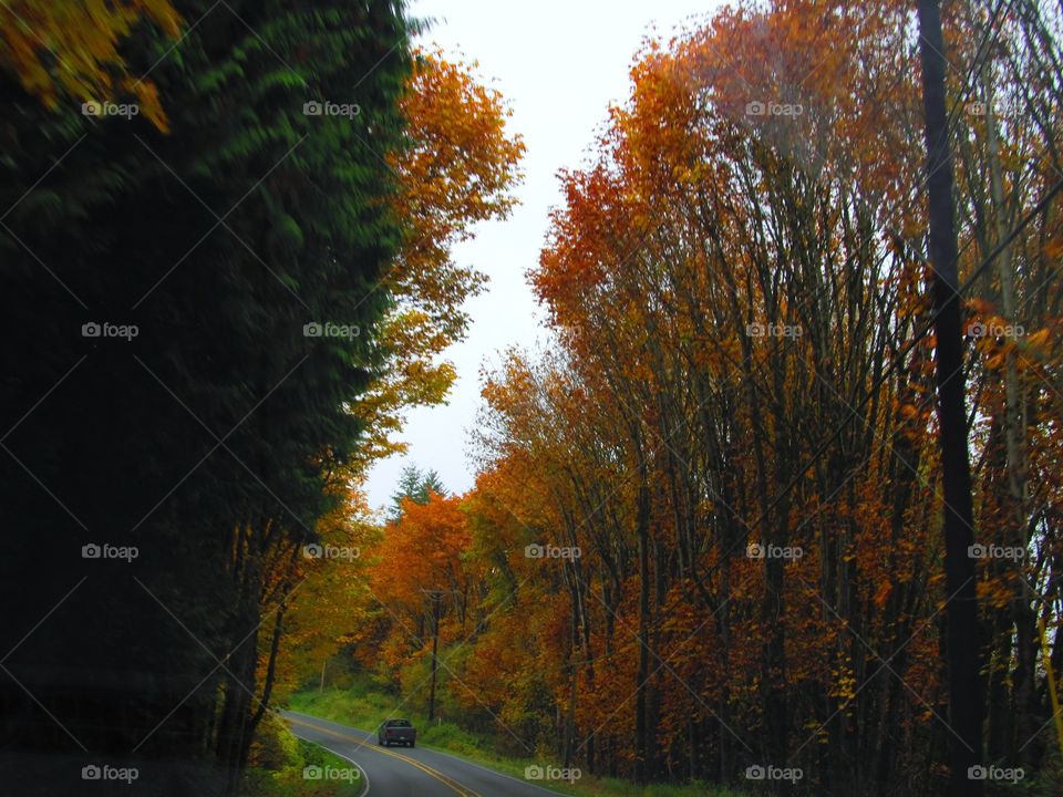 fall road