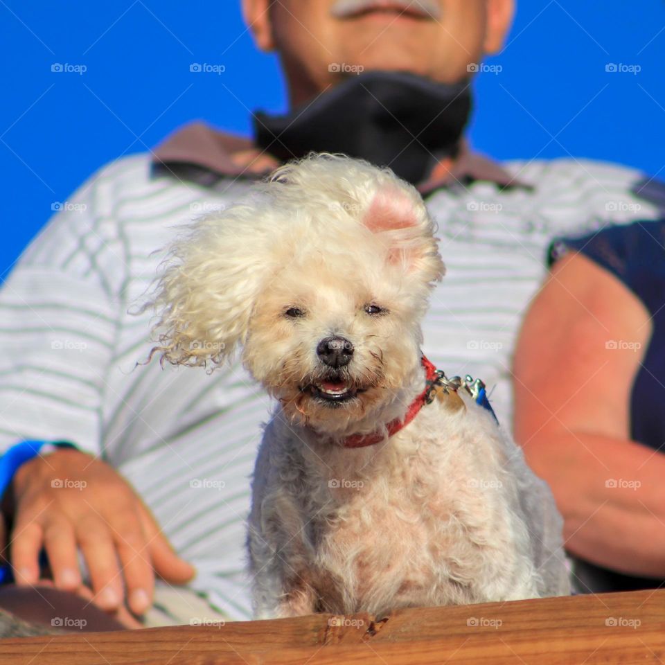 80’s Dog at the Beach