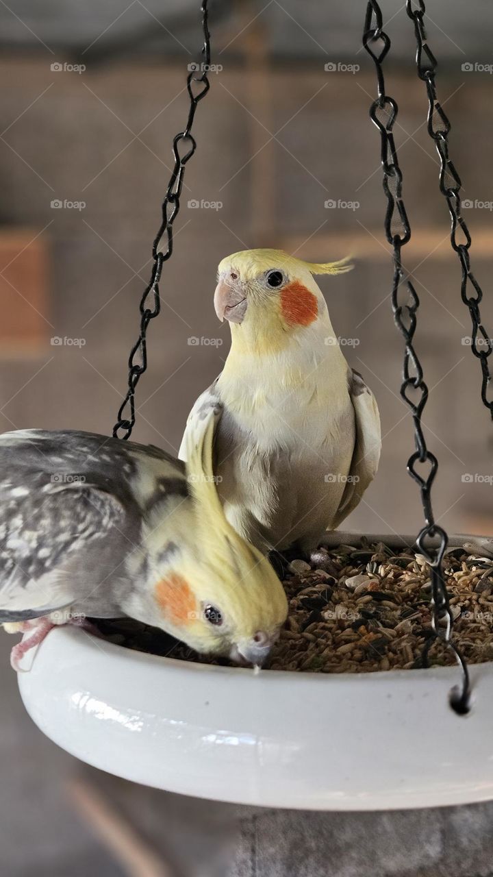 two lovely cockatiels eating on a hanging food bowl