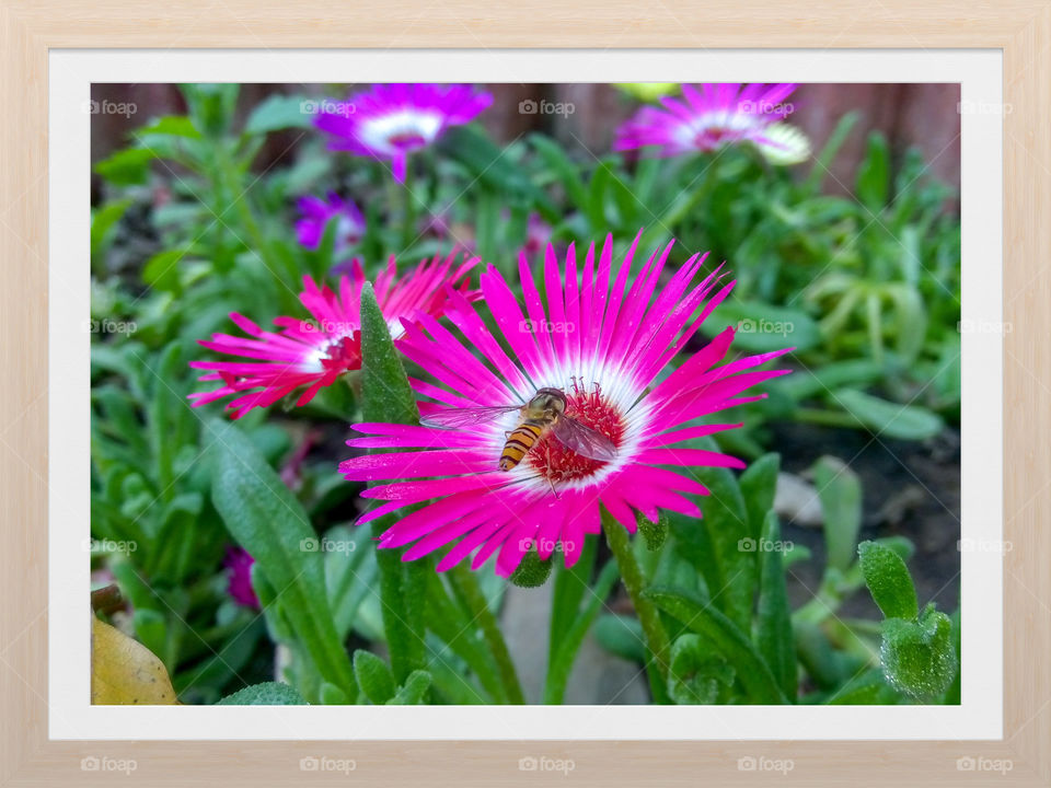 Beautiful flower in the library garden Chandigarh