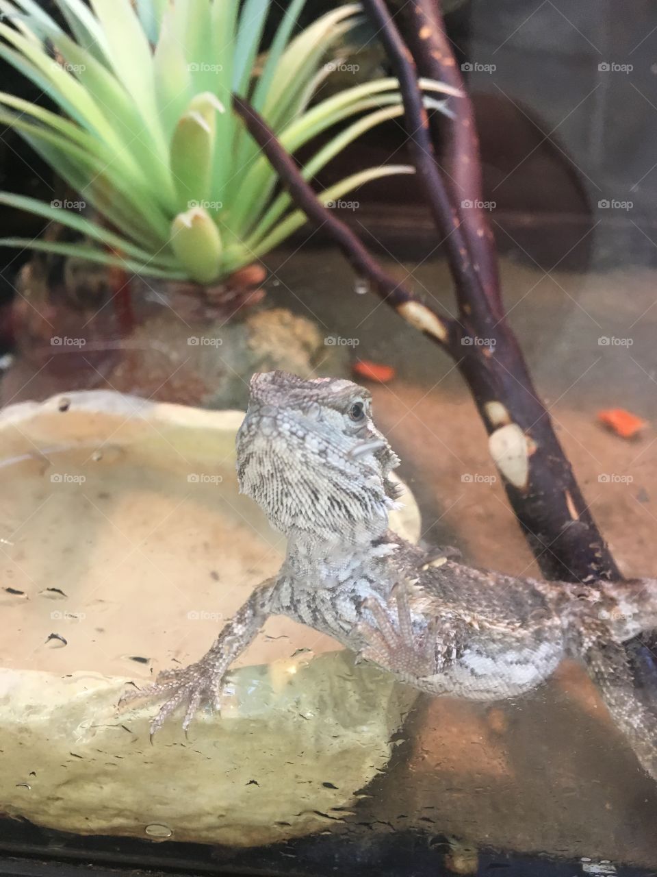 Little lizard saying hello