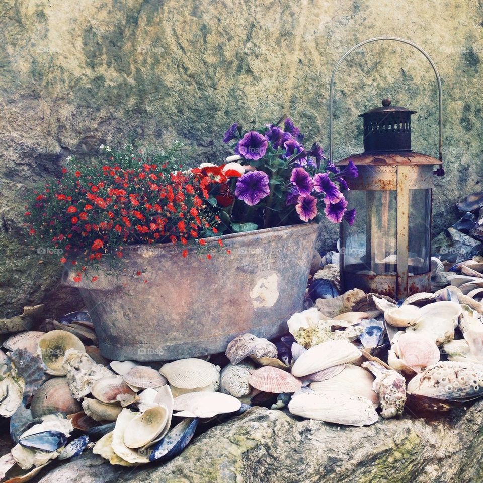 Potted plant and lantern on seashell