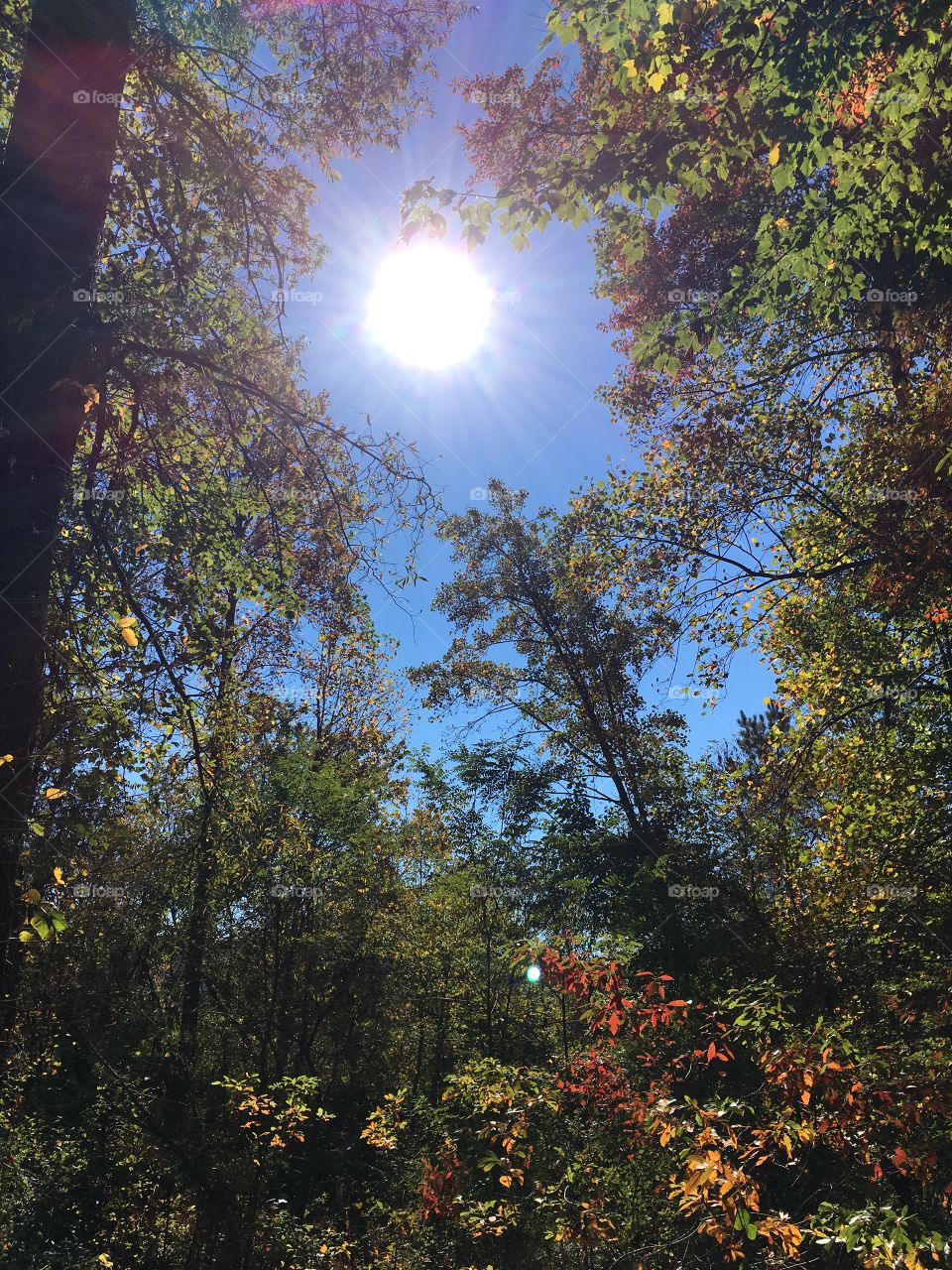 Sun between the woods