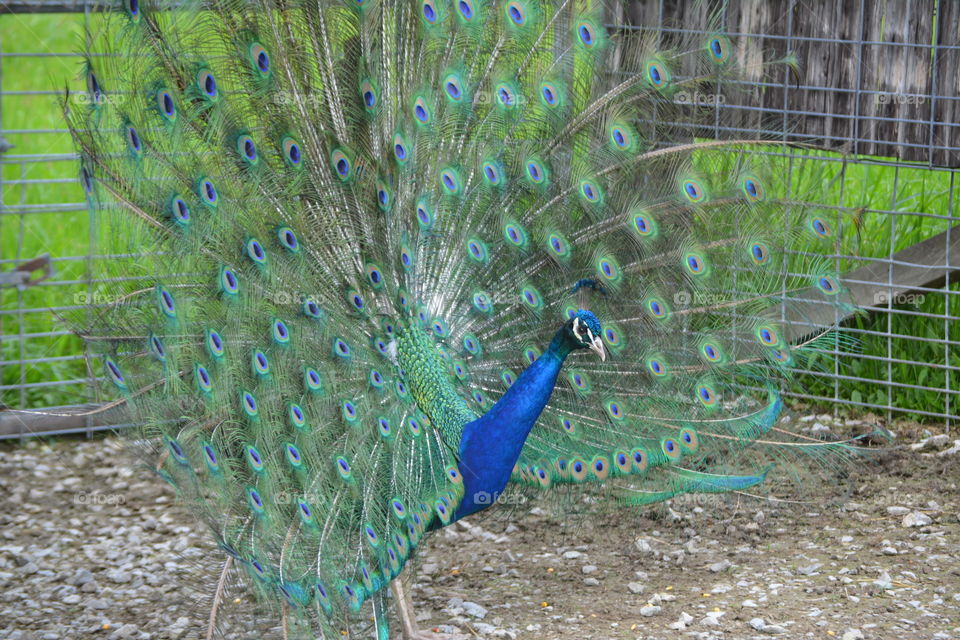 Peacock