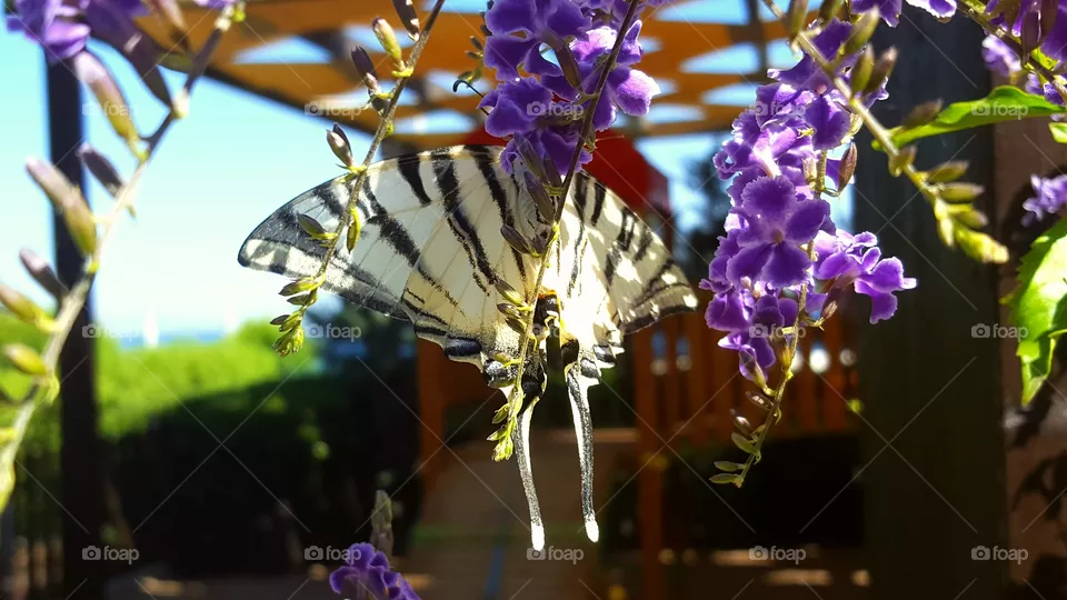 Butterfly
