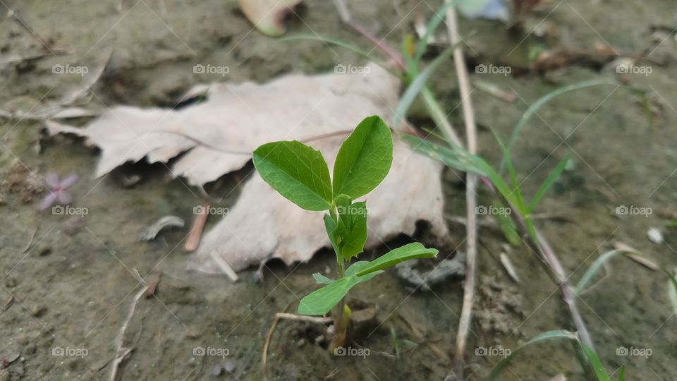 New plant is growing in Spring time.