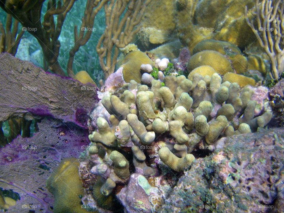 Coral Reef off of Belize
