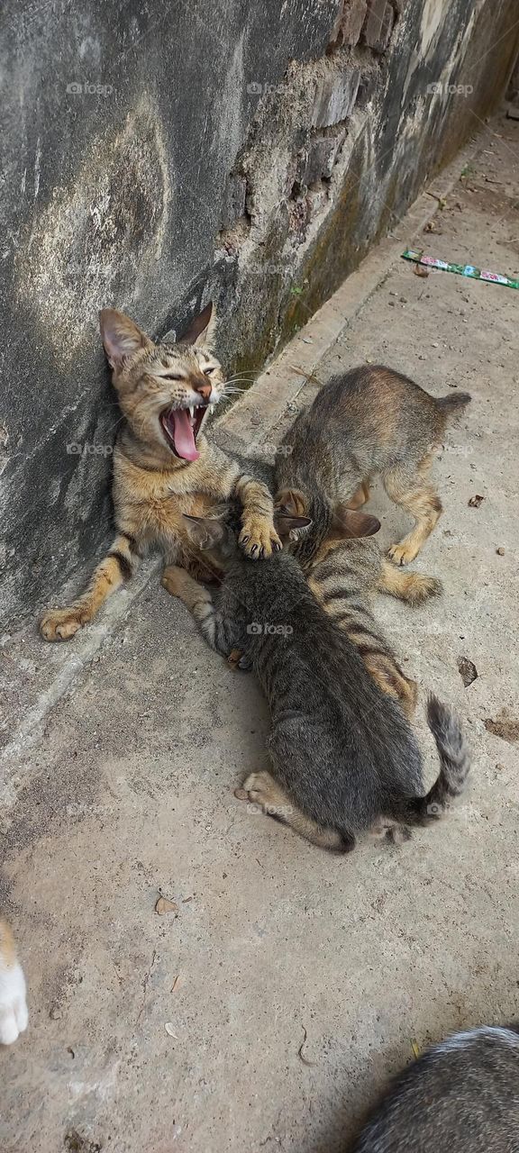 Mother cat with her nursing kittens