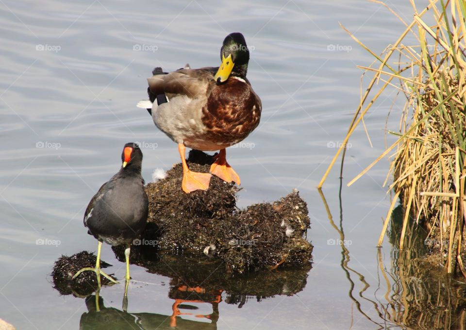 Duck and Coot on Rocks