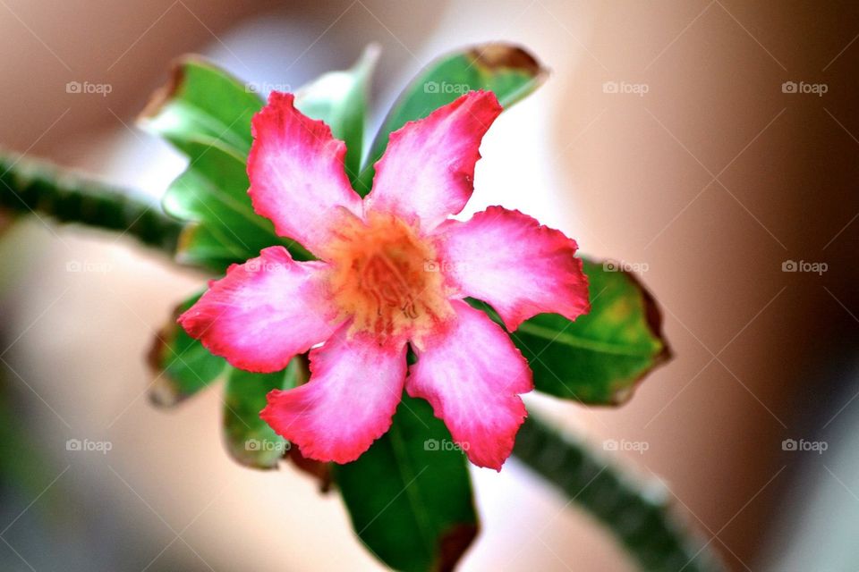 Tropical flower 